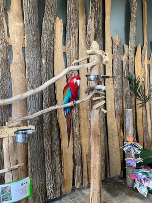 Bird Kingdom by null