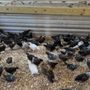 Photo of Meyer Poultry Farm