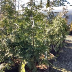 New Dungeness Nursery - Trees and shrubs for landscaping