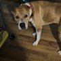 Photo of Joyce's Comforts Of Home Pet & Home Sitting
