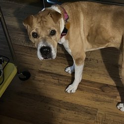 Joyce's Comforts Of Home Pet & Home Sitting - Maddysweet as can be