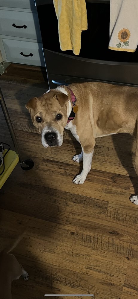 Joyce's Comforts Of Home Pet & Home Sitting - pet boarding facility in West Warwick, RI