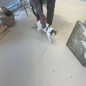 Colette Cosentino Art Studio - Pet the kitty - Art Galleries Near Me - Santa Barbara, California Colette Cosentino Art Studio - Pet the kitty - Art Galleries Near Me - Santa Barbara, California