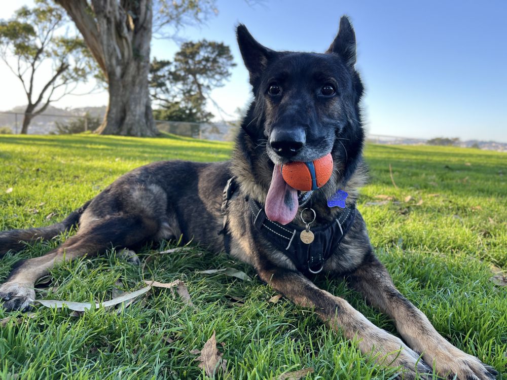 The AdvoCat/ The Nature of the Beast - patient advocate in San Francisco, CA