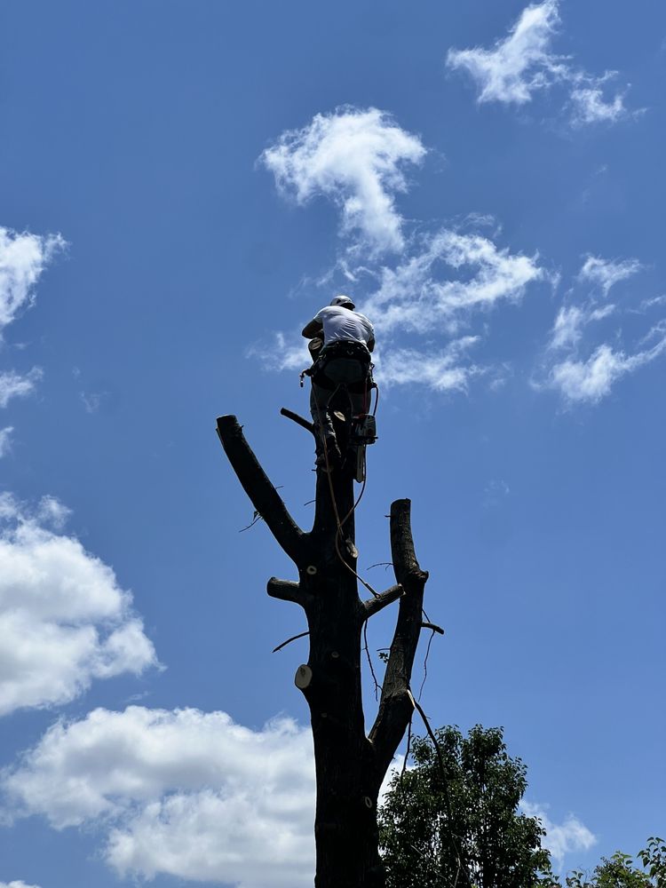 ROBERTS TREE SERVICE - Updated January 2025 - 28 Photos - Alma ...