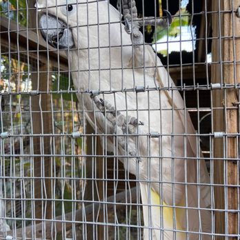 Dunrovin Country Store - a white parrot in a cage - Candy Stores Near Me - Vass, North Carolina