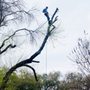 Photo of Reyes Tree Experts Atx
