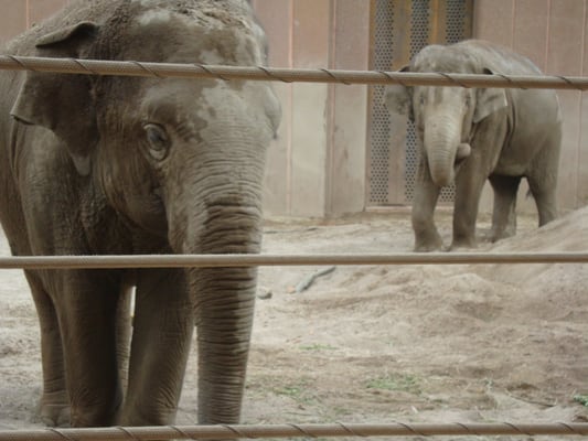 Copenhagen Zoo by null