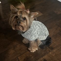 Pearly Pawz Pet Grooming - Let's see the pretty girl