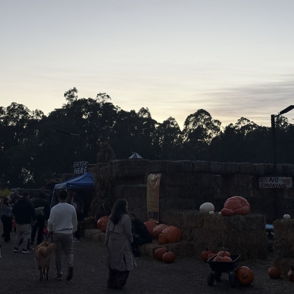 Arata's Pumpkin Farm - Maze entrance , just after sunset - Christmas Trees Near Me - Half Moon Bay, California Arata's Pumpkin Farm - Maze entrance , just after sunset - Christmas Trees Near Me - Half Moon Bay, California
