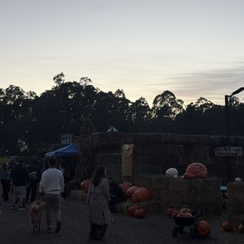 Arata's Pumpkin Farm - Maze entrance , just after sunset - Christmas Trees Near Me - Half Moon Bay, California Arata's Pumpkin Farm - Maze entrance , just after sunset - Christmas Trees Near Me - Half Moon Bay, California