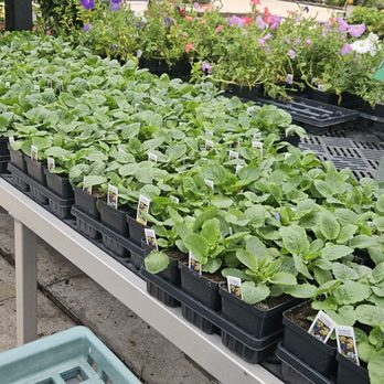 Plants For All Seasons - Nurseries & Gardening Near Me - Spring, Texas