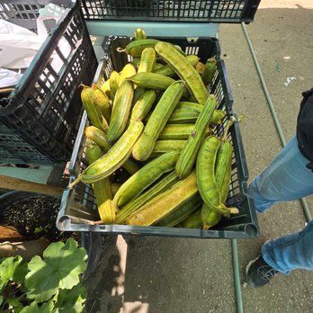 Ricardo's Nursery - Ice cream fruit - Nurseries & Gardening Near Me - Long Beach, California Ricardo's Nursery - Ice cream fruit - Nurseries & Gardening Near Me - Long Beach, California