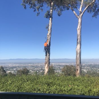 Stone Tree - Tree Services Near Me - Concord, California Stone Tree - Tree Services Near Me - Concord, California
