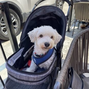 Los Agaves - Dogs welcome on patio - Tacos Near Me - Santa Barbara, California Los Agaves - Dogs welcome on patio - Tacos Near Me - Santa Barbara, California
