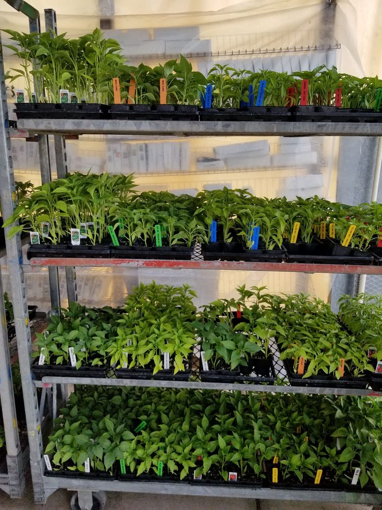 AGRA GREENHOUSES Updated September 2024 2015 Gun Club Rd SW