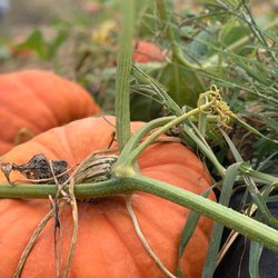 Coston Farm & Apple House - Close up