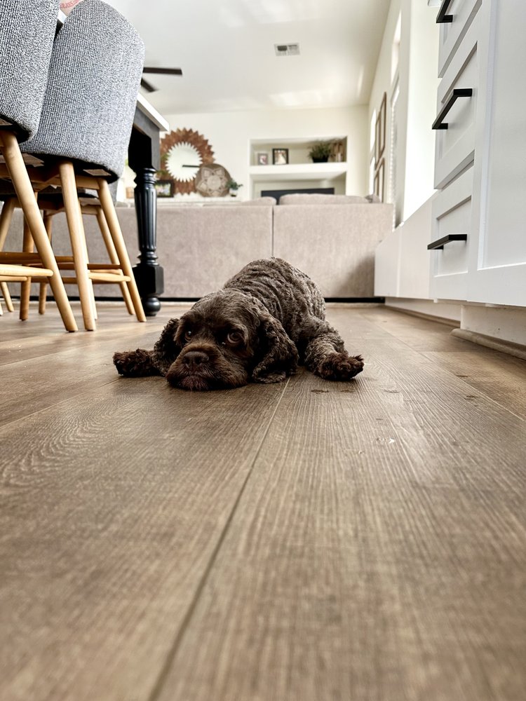 PAWS AND CLAWS PET RESORT Updated October 2024 21 Photos & 36