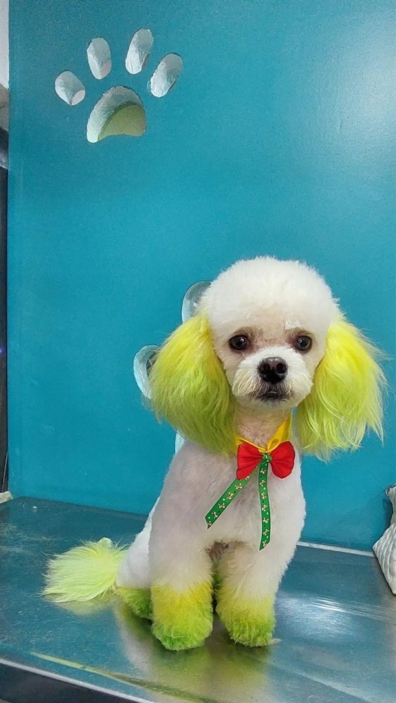 SHAMPOOCH PET GROOMING Updated July 2024 626 Court St, Ottawa