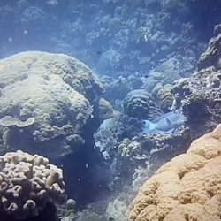 Dive Pros