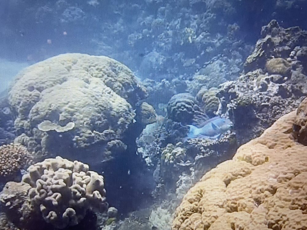 DIVE PROS Updated October 2024 18 Photos & 22 Reviews 7203 W Hwy