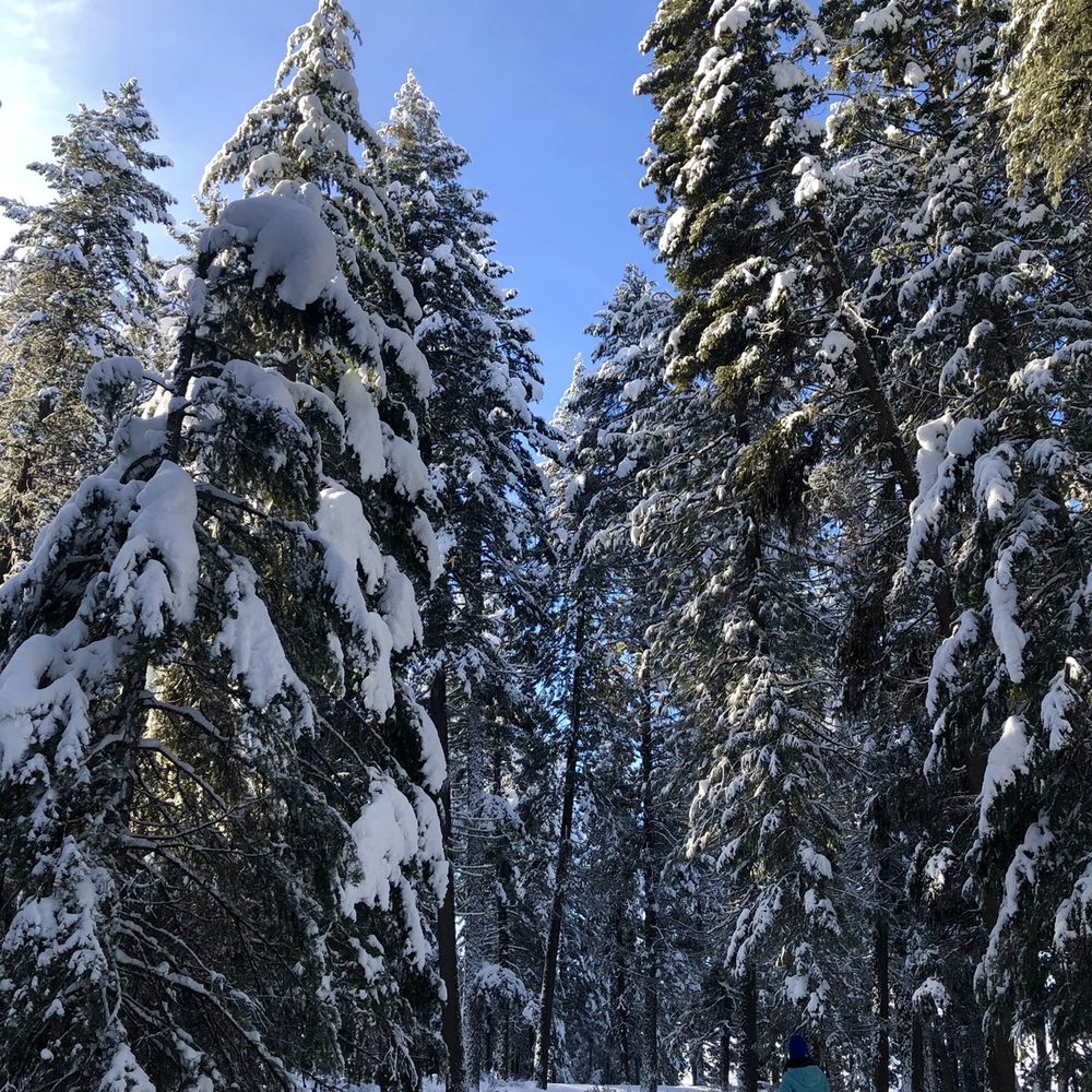 Ponderosa State Park - Through the Woods (0.6 miles) - Boating Near Me - McCall, Idaho Ponderosa State Park - Through the Woods (0.6 miles) - Boating Near Me - McCall, Idaho