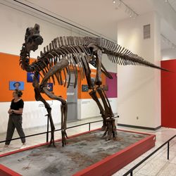 New Jersey State Museum - Dinosaur bones at the New Jersey State Museum, a free museum