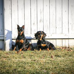 Liberty Farm Dogs - pet care, doggie daycare, boarding
