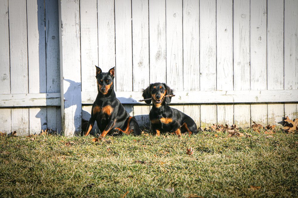 Liberty Farm Dogs - pet boarding facility in Bernardsville, NJ