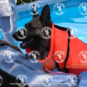 All Island K9 Services - Pet Training Near Me All Island K9 Services - Pet Training Near Me
