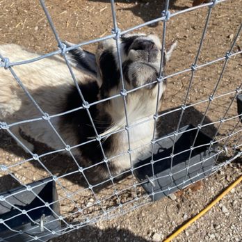 Rush Acres Farm - Goat - Attraction Farms Near Me - Foristell, Missouri Rush Acres Farm - Goat - Attraction Farms Near Me - Foristell, Missouri
