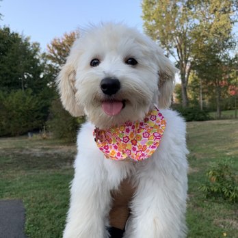 All Paws Grooming - Pet Groomers Near Me - Middletown, Connecticut