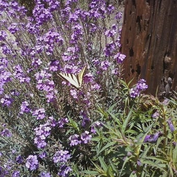 Harmony Pottery - The lovely butterfly outside! - Art Galleries Near Me - Harmony, California