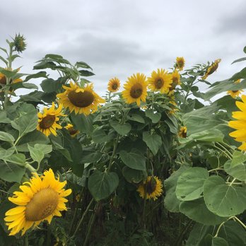 Windy Acre Farms - Fruits & Veggies Near Me - Calverton, New York Windy Acre Farms - Fruits & Veggies Near Me - Calverton, New York