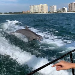 Sea Screamer - Dolphins at play!