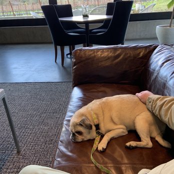 Odette Estate Winery - Madison napping on the couch. - Wine Tasting Room Near Me - Napa, California Odette Estate Winery - Madison napping on the couch. - Wine Tasting Room Near Me - Napa, California