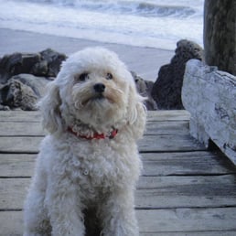 Have a pet go elsewhere. The pets are more friendly than management.