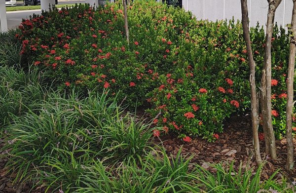 Best Plant Nurseries in Central Florida: Top Picks for Gardeners 4 Best Plant Nurseries in Central Florida: Top Picks for Gardeners