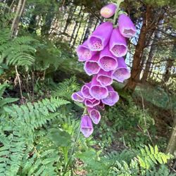 Stub Stewart State Park - Ladyglove