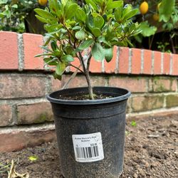 Berkeley Horticultural Nursery - Azalea pink bubbles