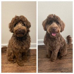 nearest pet store open