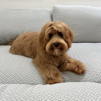 Eagle Mobile Pet Grooming - Pet Groomers Near Me