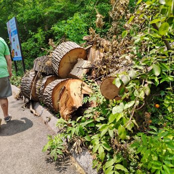Saint Louis Zoo - Probably tornado damage aftermath. - Zoos Near Me - St Louis, Missouri