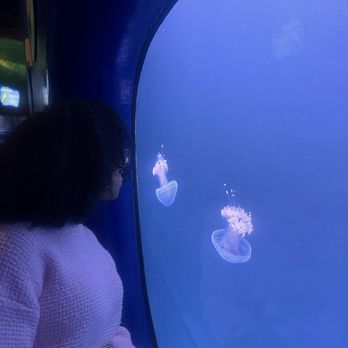 Georgia Aquarium - Me & My Jelly friends - Aquariums Near Me - Atlanta, Georgia Georgia Aquarium - Me & My Jelly friends - Aquariums Near Me - Atlanta, Georgia
