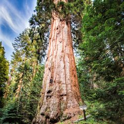 Nelder Grove - Hawksworth Tree