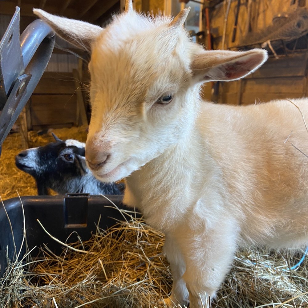 Oinking Acres Farm - Sweet fluffy goat - Attraction Farms Near Me - Brownsburg, Indiana Oinking Acres Farm - Sweet fluffy goat - Attraction Farms Near Me - Brownsburg, Indiana