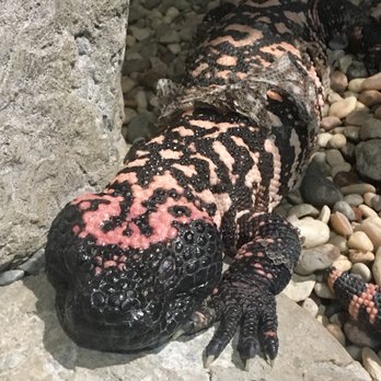 Cameron Park Zoo - Gila Monster - Zoos Near Me - Waco, Texas Cameron Park Zoo - Gila Monster - Zoos Near Me - Waco, Texas