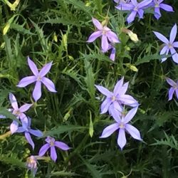 Parc des Moulins - Je ne connais ces fleurs mais je les trouve très joli.