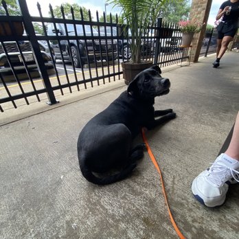 The Egg Bistro - VERY dog friendly patio seating! - Breakfast & Brunch Near Me - Virginia Beach, Virginia The Egg Bistro - VERY dog friendly patio seating! - Breakfast & Brunch Near Me - Virginia Beach, Virginia