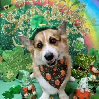 Wan Wan Paradise - Leo the Corgi - Pet Groomers Near Me - Honolulu, Hawaii Wan Wan Paradise - Leo the Corgi - Pet Groomers Near Me - Honolulu, Hawaii